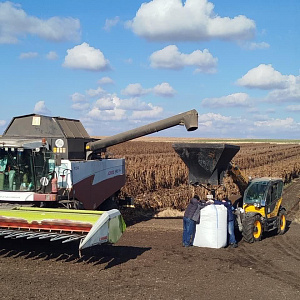 В испытаниях подсолнечника в Челябинской области Ратник составил конкуренцию импортному гибриду 